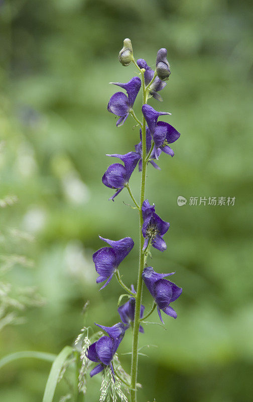 蒙克胡德花， 阿科尼图姆哥伦比亚